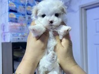 Anne altından maltese bebekler