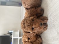 Teslime hazır poodle bebeklerimiz