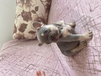 Yavru köpeğimizi sahiplendirme