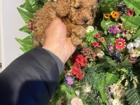 Safkan efsane poodle yavrularımız yeni yuvalarını bekliyor
