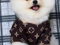 Pomeranian Boo