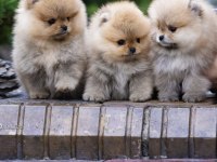 AYI SURAT ORJİNAL TAYLAND POMERANİAN BOO YAVRULAR