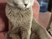 Erkek scottish fold kedimi sahiplendireceğim
