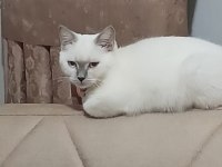 British shorthair kızımız şekeri sahiplendirmek istiyoruz