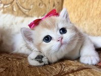 Saf Kan Golden British Shorthair Yavrular (Wcf Kayıtlı)
