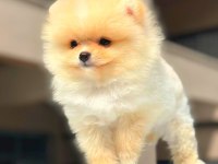 Show kalite pomeranian yavruları erkek ve dişi