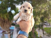 Maltipoo Köpeğimiz
