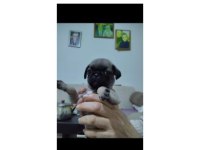 2 AYLIK DİŞİ PUG