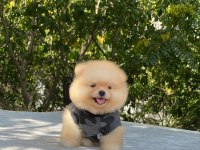 Yeni evlerine gitmeye hazır pomeranian yavruları