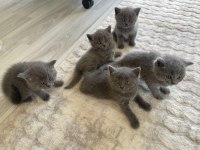British Shorthair Yavru Kediler