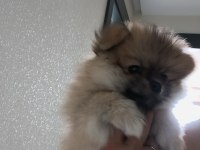 Oyuncu pomeranian boo