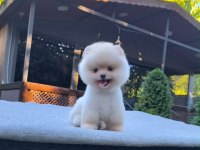Sağlık ve ırk garantili Pomeranian