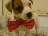 Enerji küpü Jack Russell bebekler