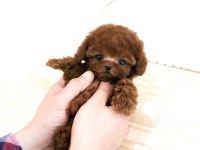 Teady Bear Kore Kani̇ Toy Poodle Yavrular