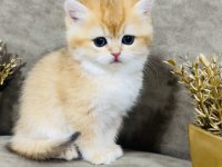 British shorthair golden ny11