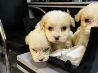 Sıfır numara terrier köpeği yavrularımız