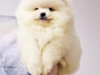 Ankaranın En Seçkin Pomeranian Yavruları