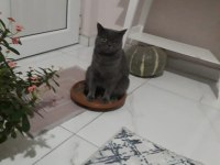 Sahiplendirme mama ile british shorthair