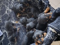 A KALİTE ROTTWEİLER YAVRULARIM