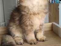 British Longhair Kedilerim