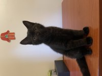 KEDİMİZE ACİL YUVA ARANIYOR