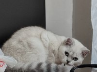 6 aylık erkek çipli british shorthair