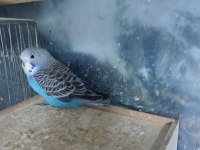 Sağlıklı muhabbet kuşları