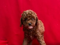 Toy poodle yavrular