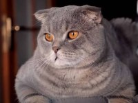 Scottish Fold Dişi Kedimiz Yeni Yuvasını Arıyor