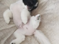 Pomeranian 3 Aylık Erkek