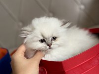 Ev Bebeği British Longhair İstanbul