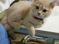 Yakışıklı british shorthair oğlumuz yeni yuvasını arıyor