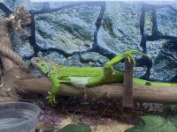 2 yaşında iguana sağlıklı pascal