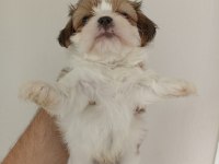 Shih-tzu yavrularımız
