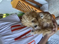Dünya tatlısı apricot toy poodle