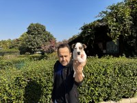 Jack Russell Yavru Köpeklerimiz