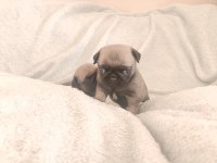 Pink taşıyıcı Pug yavru