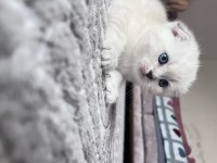 Scottish fold ve straight yavrularım