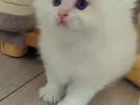 Full secereli british longhair bebekler