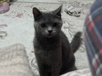 Mükemmel eğitimli british shorthair