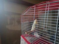 9 aylık erkek tek, bir çift eş muhabbet kuşu
