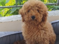 Teslime hazır toy poodle yavru