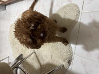 Dark red brown yetişkin kore poodle