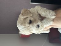 Harika kalite Maltipoo bebekler