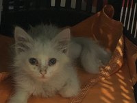 Ankara kedisi kırması 2 aylık dişi