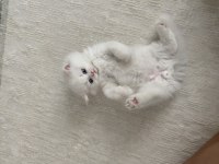 BEYAZ BRITISH LONGHAIR