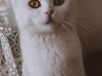 Scottish fold uysal sevecen erkek ve dişi