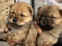 A kalite chow chow bebeklerim