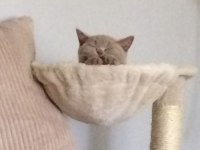 FAWN LİLAC BRITISH SHORTHAIR YAVRU ARAYANLARA SON YAVRULAR