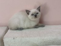 KOCA KAFA YAVRU KEDİLER AA KALITE SAFKANDIR